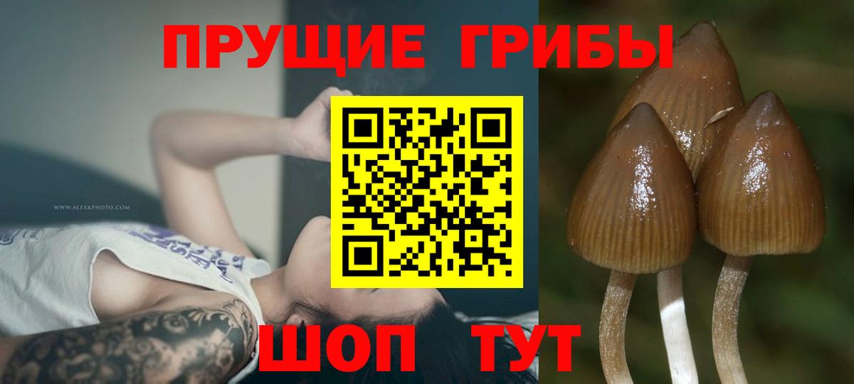 Галлюциногенные грибы ЛСД  Галлюциногенные грибы Magic Shrooms  Вход с VPN  Волгоград 